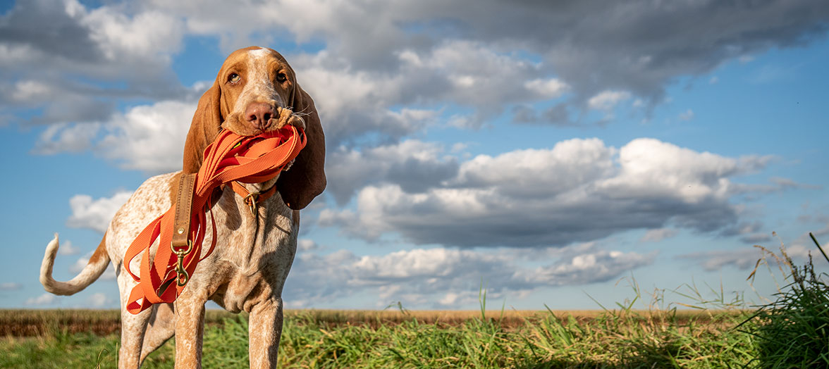 Hund auf Wiese trägt Leine im Maul